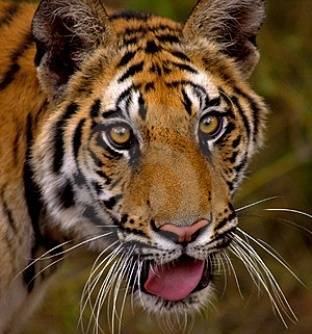 tigre-de-bengala